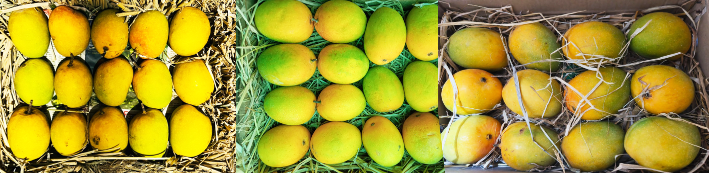 Ratnagiri Mangoes