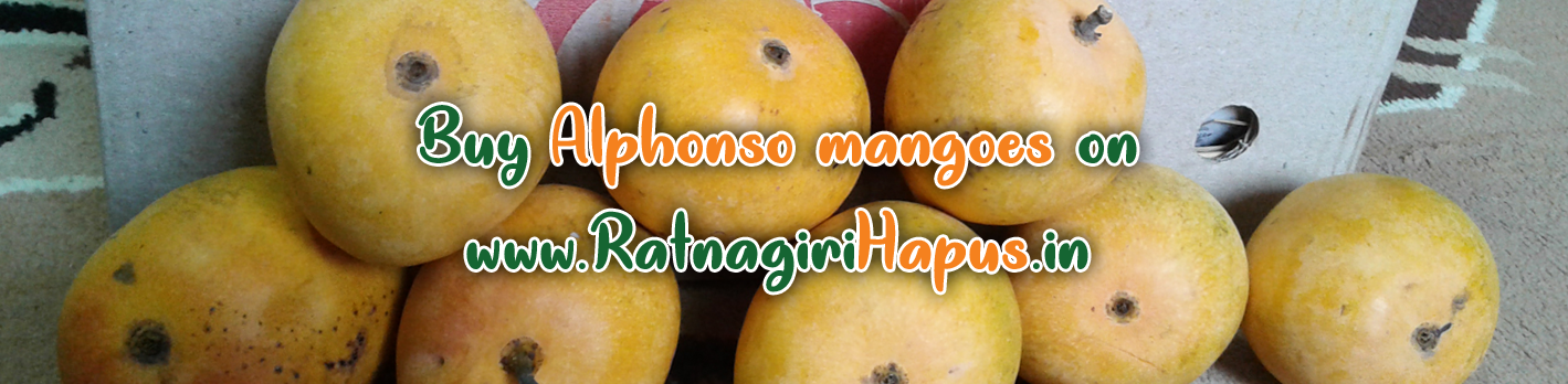 Ratnagiri Alphonso Mangoes